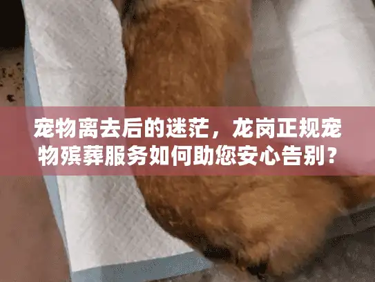 宠物离去后的迷茫,龙岗正规宠物殡葬服务如何助您安心告别? 宠物离去后的迷茫,龙岗正规宠物殡葬服务如何助您安心告别?