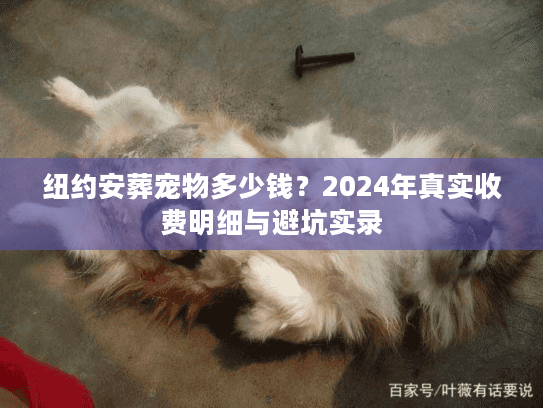 纽约安葬宠物多少钱？2024年真实收费明细与避坑实录