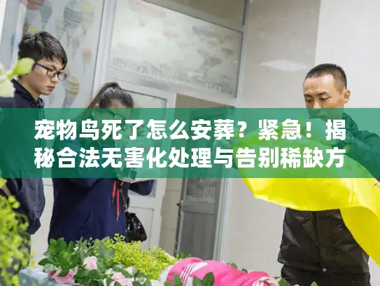 宠物鸟死了怎么安葬？紧急！揭秘合法无害化处理与告别稀缺方案