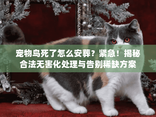 宠物鸟死了怎么安葬？紧急！揭秘合法无害化处理与告别稀缺方案