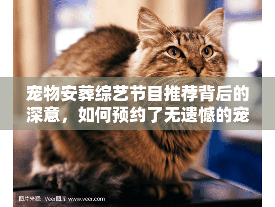 宠物安葬综艺节目推荐背后的深意，如何预约了无遗憾的宠物善终服务