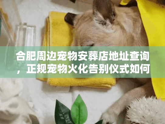合肥周边宠物安葬店地址查询,正规宠物火化告别仪式如何避坑 合肥周边宠物安葬店地址查询,正规宠物火化告别仪式如何避坑
