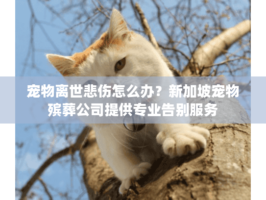 宠物离世悲伤怎么办？新加坡宠物殡葬公司提供专业告别服务