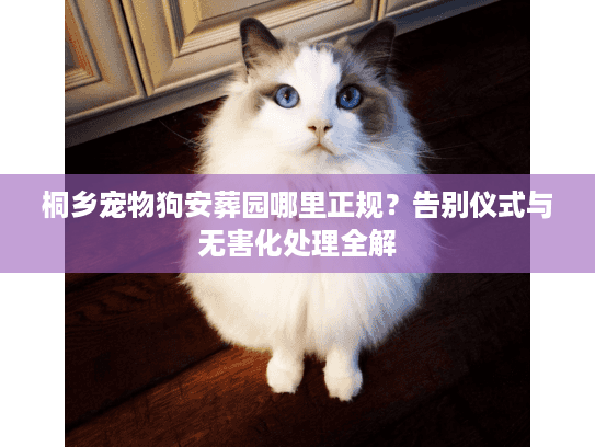 桐乡宠物狗安葬园哪里正规？告别仪式与无害化处理全解