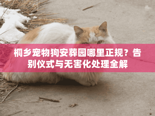 桐乡宠物狗安葬园哪里正规？告别仪式与无害化处理全解