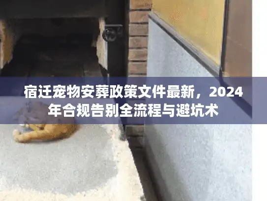 宿迁宠物安葬政策文件最新，2024年合规告别全流程与避坑术