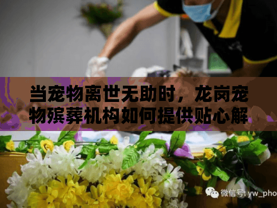 当宠物离世无助时，龙岗宠物殡葬机构如何提供贴心解决方案？
