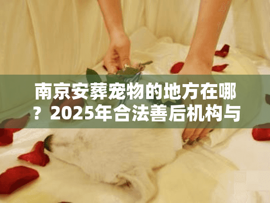 南京安葬宠物的地方在哪？2025年合法善后机构与避坑实录
