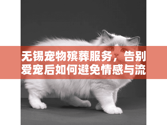 无锡宠物殡葬服务,告别爱宠后如何避免情感与流程混乱? 无锡宠物殡葬服务,告别爱宠后如何避免情感与流程混乱?