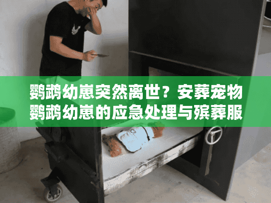 鹦鹉幼崽突然离世？安葬宠物鹦鹉幼崽的应急处理与殡葬服务