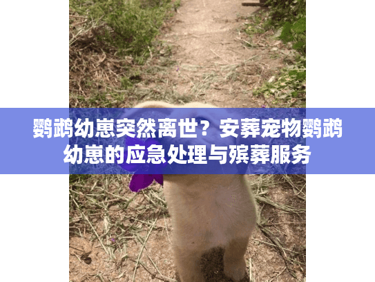 鹦鹉幼崽突然离世？安葬宠物鹦鹉幼崽的应急处理与殡葬服务