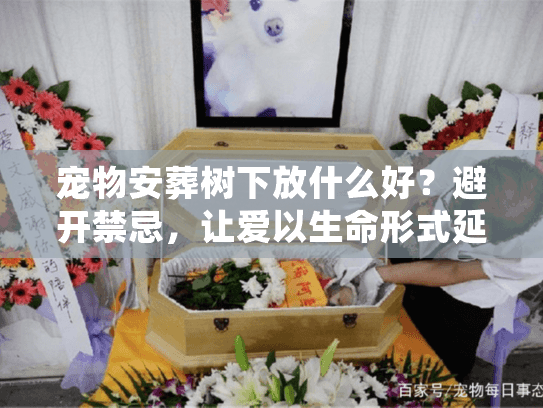 宠物安葬树下放什么好？避开禁忌，让爱以生命形式延续