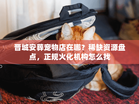 晋城安葬宠物店在哪？稀缺资源盘点，正规火化机构怎么找