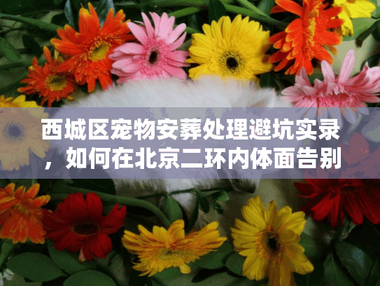 西城区宠物安葬处理避坑实录，如何在北京二环内体面告别？
