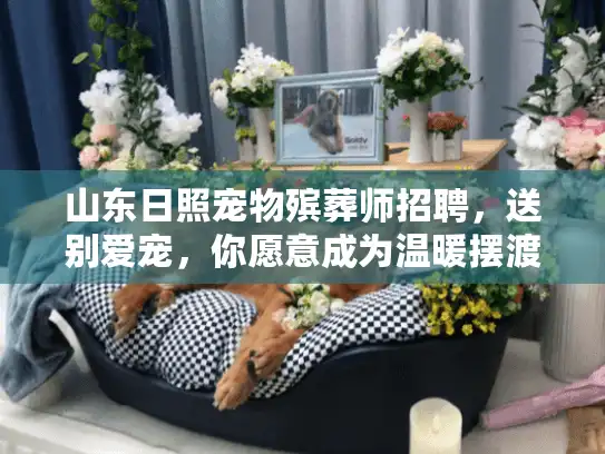 山东日照宠物殡葬师招聘，送别爱宠，你愿意成为温暖摆渡人吗？