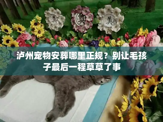 泸州宠物安葬哪里正规？别让毛孩子最后一程草草了事