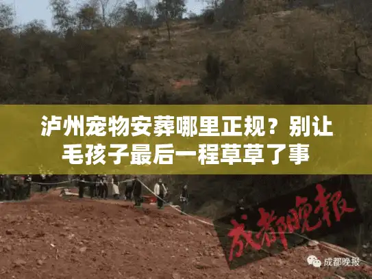 泸州宠物安葬哪里正规？别让毛孩子最后一程草草了事