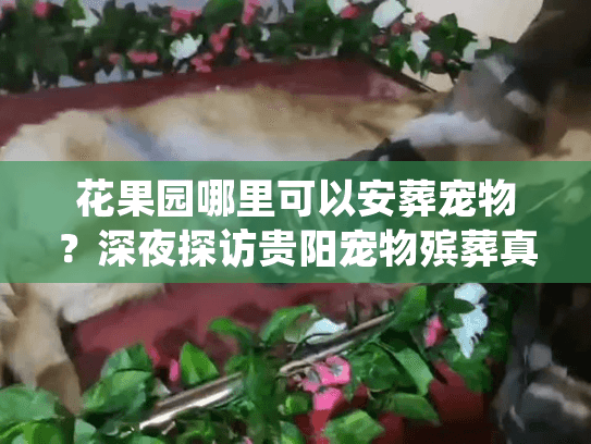 花果园哪里可以安葬宠物？深夜探访贵阳宠物殡葬真实门道