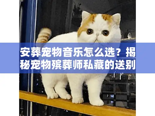 安葬宠物音乐怎么选?揭秘宠物殡葬师私藏的送别曲单 安葬宠物音乐怎么选?揭秘宠物殡葬师私藏的送别曲单