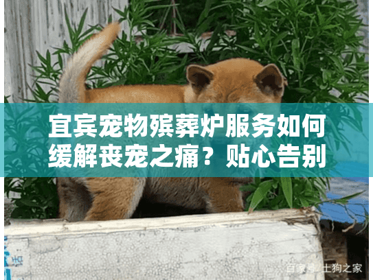 宜宾宠物殡葬炉服务如何缓解丧宠之痛?贴心告别解决方案 宜宾宠物殡葬炉服务如何缓解丧宠之痛?贴心告别解决方案