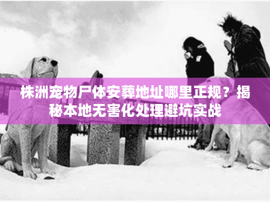 株洲宠物尸体安葬地址哪里正规？揭秘本地无害化处理避坑实战