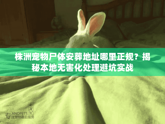 株洲宠物尸体安葬地址哪里正规？揭秘本地无害化处理避坑实战