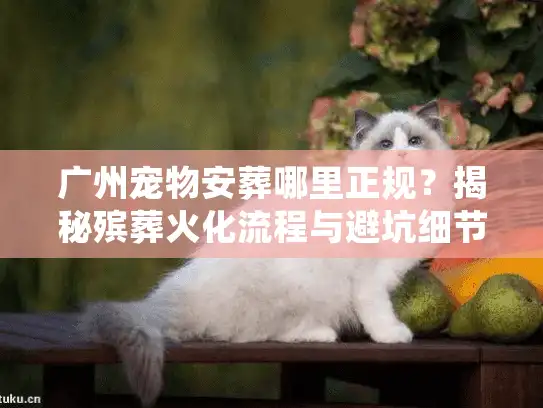 广州宠物安葬哪里正规？揭秘殡葬火化流程与避坑细节