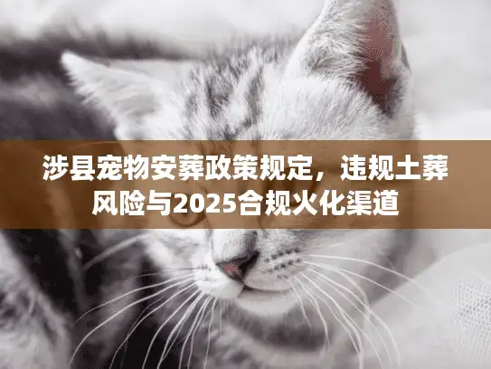 涉县宠物安葬政策规定，违规土葬风险与2025合规火化渠道