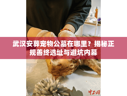 武汉安葬宠物公墓在哪里？揭秘正规善终选址与避坑内幕