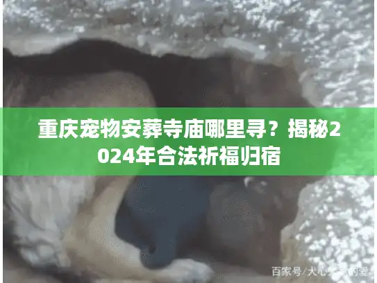 重庆宠物安葬寺庙哪里寻？揭秘2024年合法祈福归宿