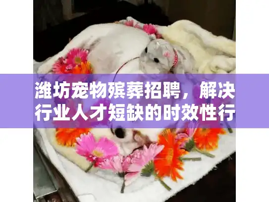 潍坊宠物殡葬招聘,解决行业人才短缺的时效性行动指南 潍坊宠物殡葬招聘,解决行业人才短缺的时效性行动指南