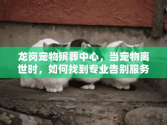 龙岗宠物殡葬中心，当宠物离世时，如何找到专业告别服务？