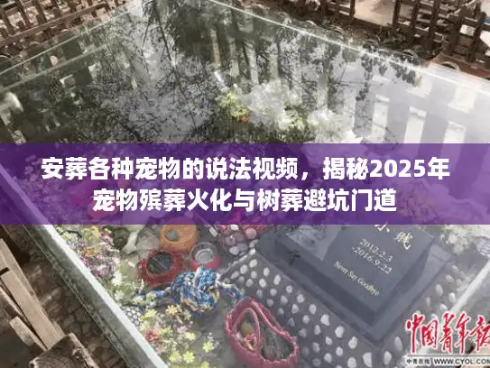 安葬各种宠物的说法视频，揭秘2025年宠物殡葬火化与树葬避坑门道