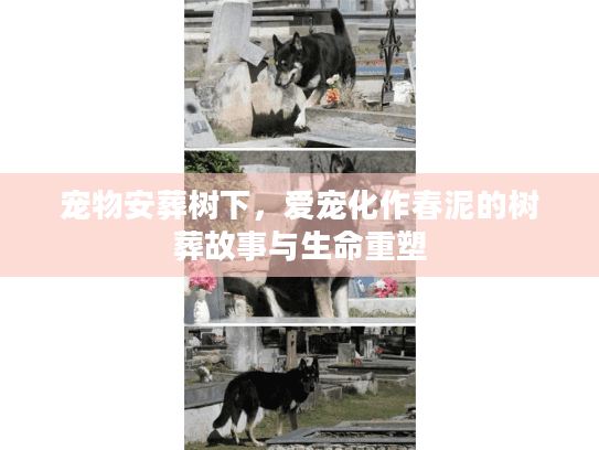 宠物安葬树下，爱宠化作春泥的树葬故事与生命重塑