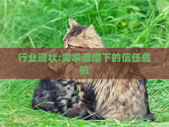 行业现状:需求激增下的信任危机