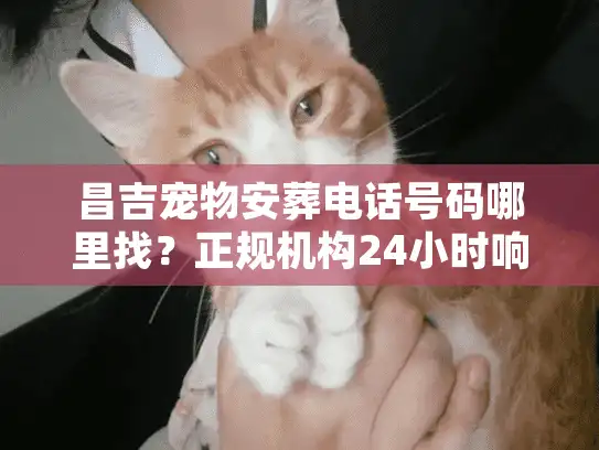 昌吉宠物安葬电话号码哪里找？正规机构24小时响应与告别仪式全解析
