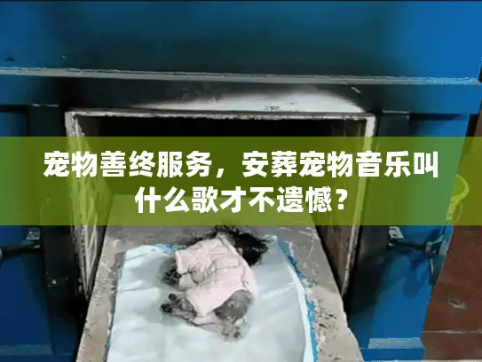 宠物善终服务，安葬宠物音乐叫什么歌才不遗憾？