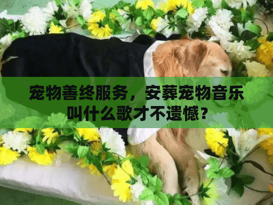 宠物善终服务，安葬宠物音乐叫什么歌才不遗憾？