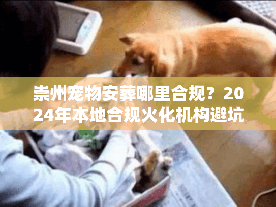崇州宠物安葬哪里合规?2024年本地合规火化机构避坑实录 崇州宠物安葬哪里合规?2024年本地合规火化机构避坑实录