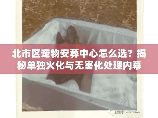 北市区宠物安葬中心怎么选？揭秘单独火化与无害化处理内幕