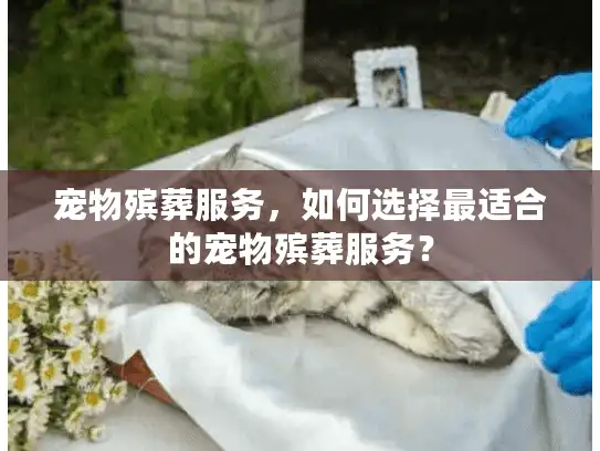 宠物殡葬服务，如何选择最适合的宠物殡葬服务？