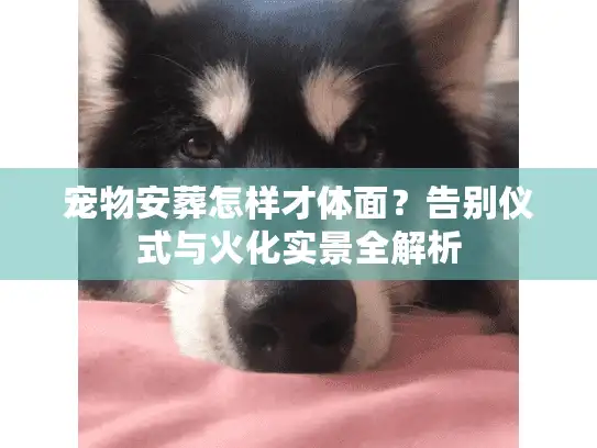 宠物安葬怎样才体面？告别仪式与火化实景全解析