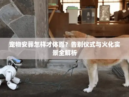 宠物安葬怎样才体面？告别仪式与火化实景全解析