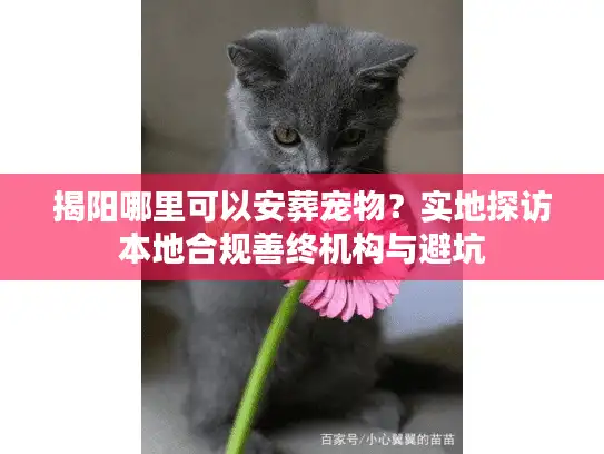 揭阳哪里可以安葬宠物？实地探访本地合规善终机构与避坑