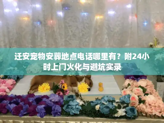 迁安宠物安葬地点电话哪里有?附24小时上门火化与避坑实录 迁安宠物安葬地点电话哪里有?附24小时上门火化与避坑实录