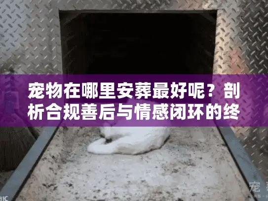 宠物在哪里安葬最好呢？剖析合规善后与情感闭环的终极方案