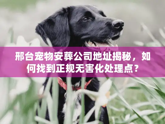 邢台宠物安葬公司地址揭秘，如何找到正规无害化处理点？