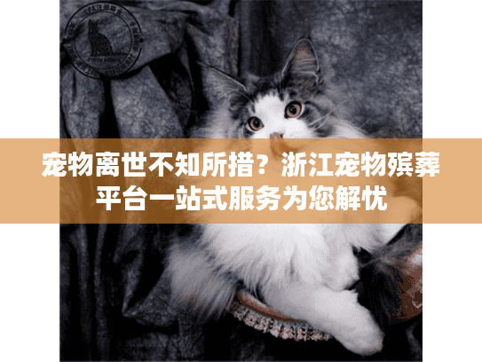 宠物离世不知所措？浙江宠物殡葬平台一站式服务为您解忧