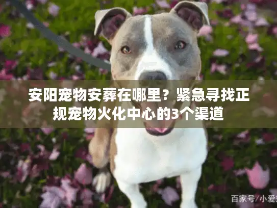 安阳宠物安葬在哪里？紧急寻找正规宠物火化中心的3个渠道
