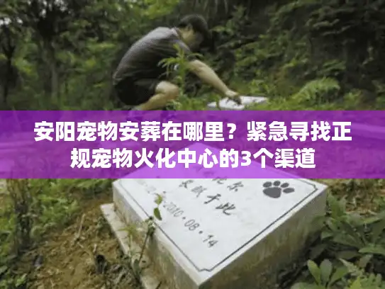 安阳宠物安葬在哪里？紧急寻找正规宠物火化中心的3个渠道